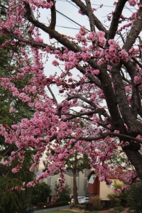 Spring-Jill Cooper, LMFT, Menlo Park